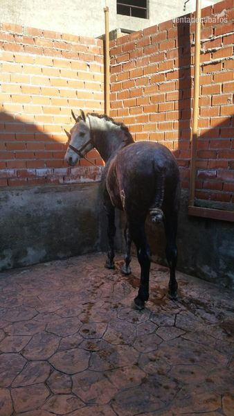 Venta de PRE 6 años - Caballos Pura Raza Española (P.R.E.) Pura Raza Española