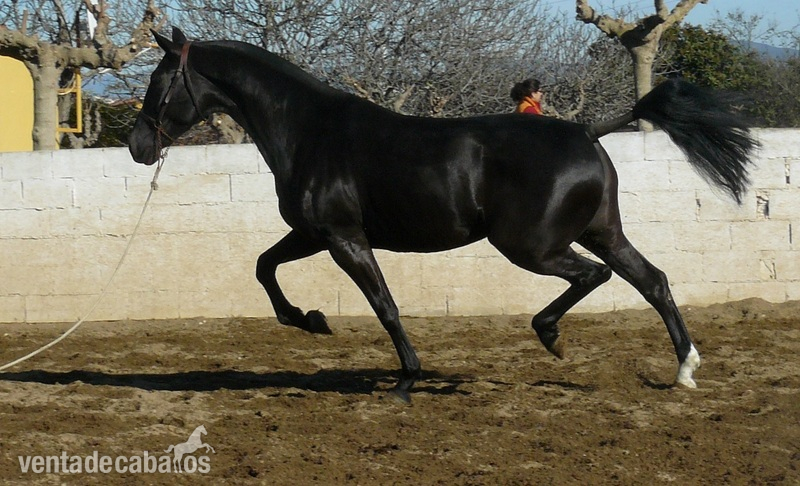 Yegua Negra PRE in 
