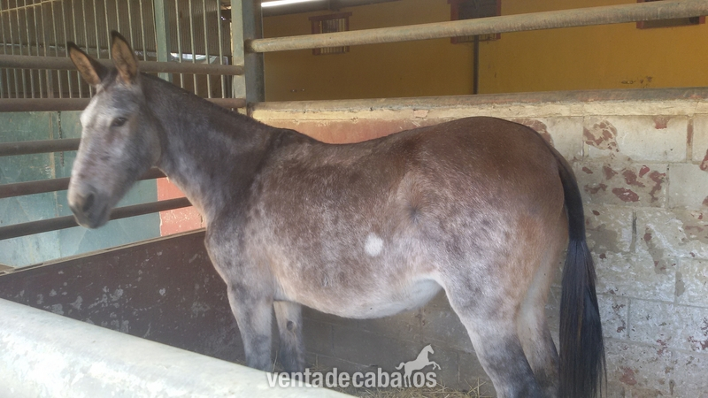 Tronco de Mulas in 