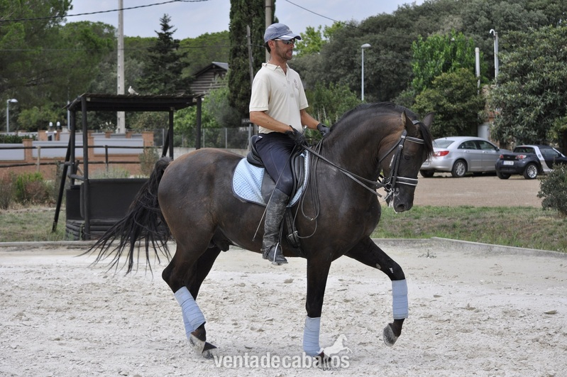 PRE- 8 AÑOS, alto nivel de doma, ( PASAGGE-PIAFFE, CAMBIOS DE PIE) - Caballos Pura Raza Española (P.R.E.)