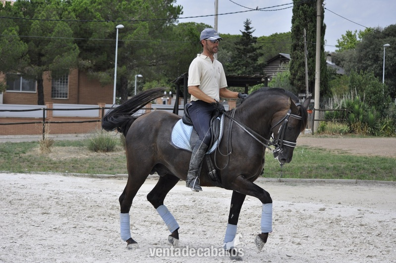 Caballos Pura Raza Española (P.R.E.) Pura Raza Española - PRE- 8 AÑOS, alto nivel de doma, ( PASAGGE-PIAFFE, CAMBIOS DE PIE)