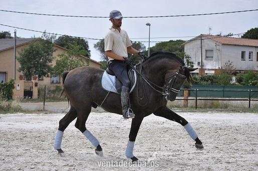 PRE- 8 AÑOS, alto nivel de doma, ( PASAGGE-PIAFFE, CAMBIOS DE PIE) - Caballos Pura Raza Española (P.R.E.) Pura Raza Española