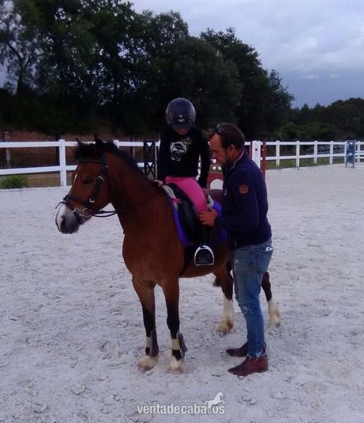 Ponis Pony Club Poni Welsh - Boing Pony C. salto 