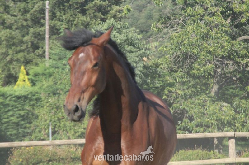 P.R.E castrado 6 años Nivel 3 - Caballos Capados
