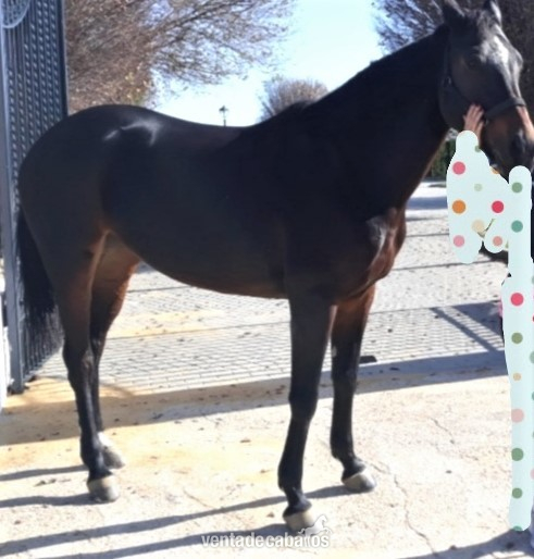 CABALLO DE SALTO 6 AÑOS in 