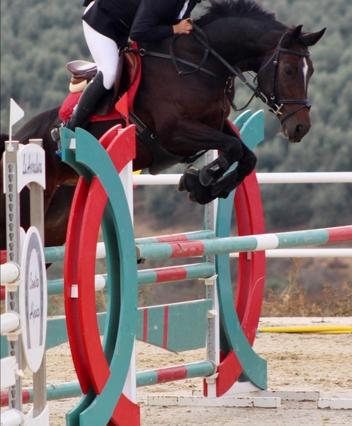 Caballo de Deporte Español (CDE)