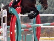 CABALLO DE SALTO 6 AÑOS