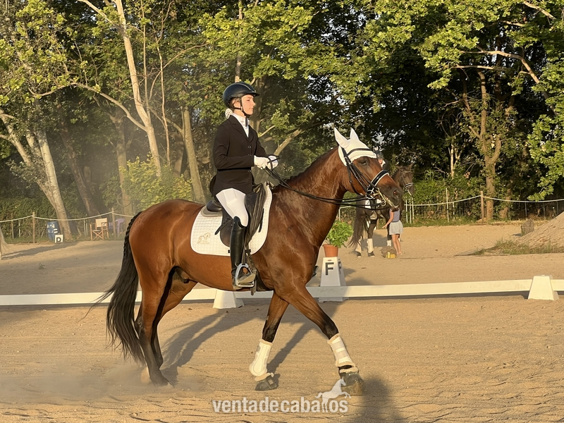 Caballo de 7 años entrenado para DOMA  in 