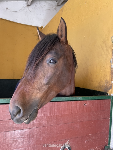 Caballos Pura Raza Española (P.R.E.) PRE - Caballo de 7 años entrenado para DOMA 