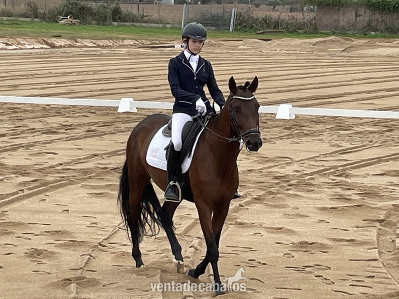 Caballo de 7 años entrenado para DOMA  - Caballos Pura Raza Española (P.R.E.) PRE