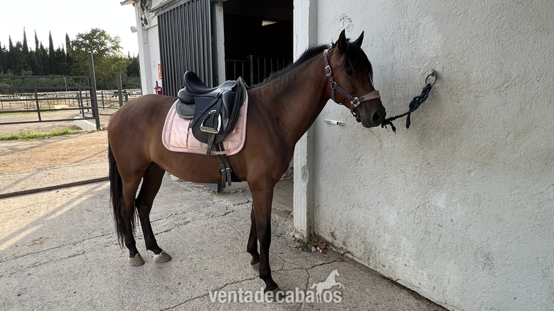 Caballo de 7 años entrenado para DOMA  - PRE