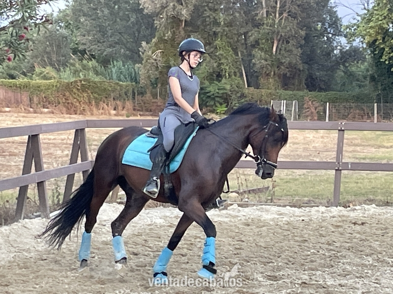 Caballo de 7 años entrenado para DOMA  - Caballos Pura Raza Española (P.R.E.)