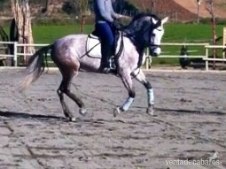 Cruzado {TYPE}