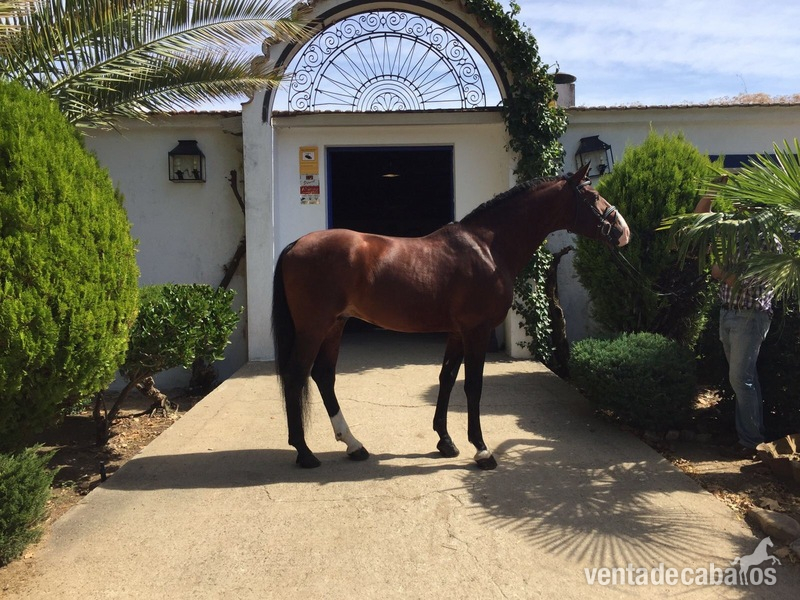 Lusitano (sin papeles) in 