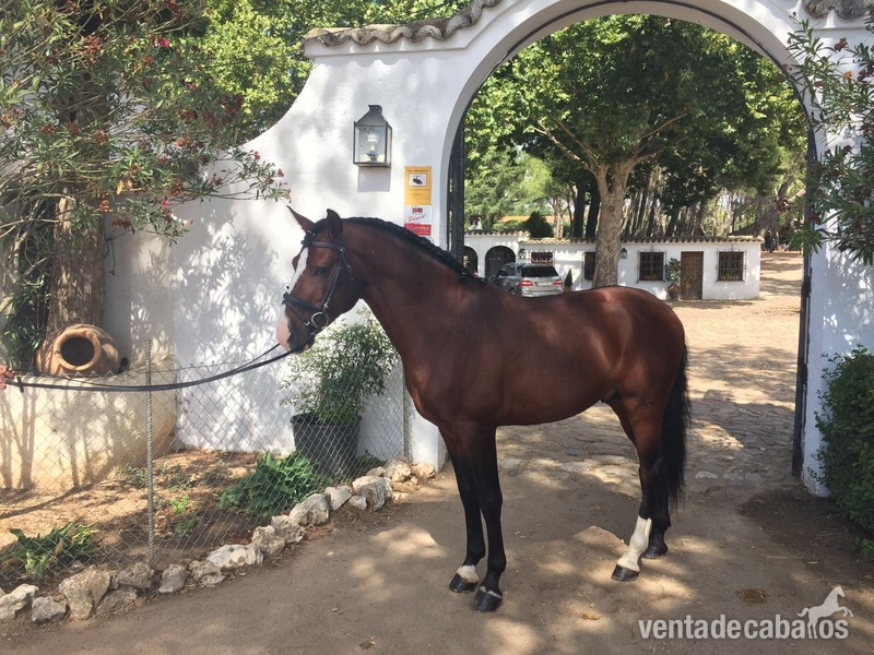 Lusitano