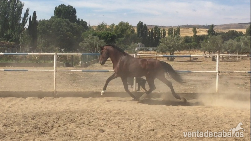 Lusitano {TYPE}