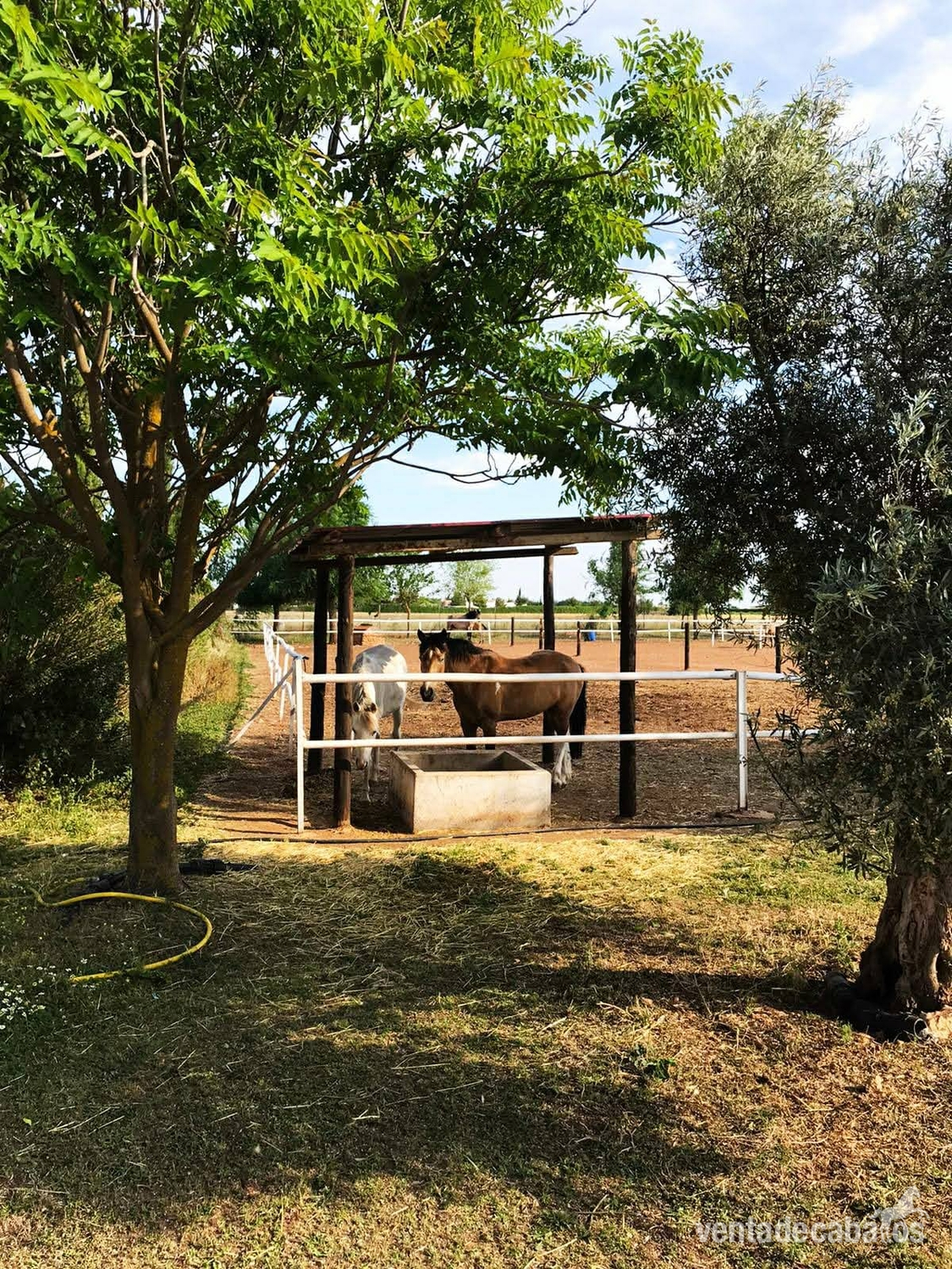 Hípica + chalet Manzanares 