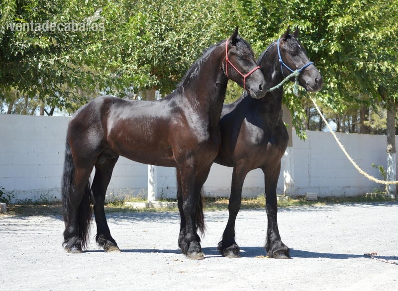 Frison