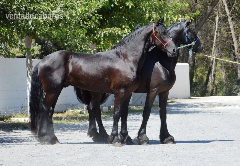 Frison {TYPE}