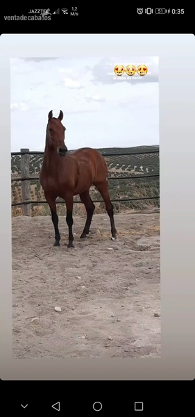 VENDO CABALLO PRE  in 
