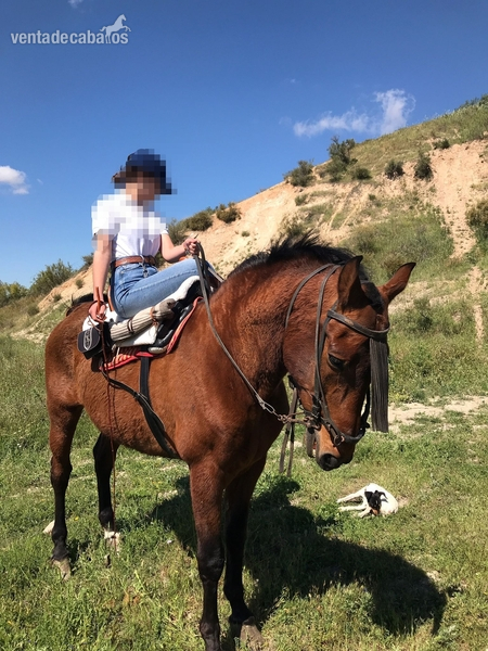 VENDO CABALLO PRE  - Caballos Pura Raza Española (P.R.E.) PRE