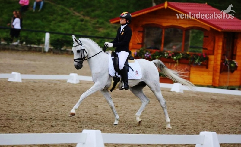 Pony FEI, Campeonato de Europa Doma Clásica in 