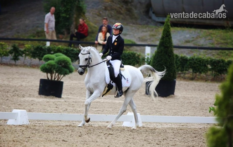 Poni de Competicion / Deporte