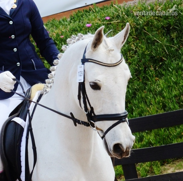 Poni de Competicion / Deporte {TYPE}