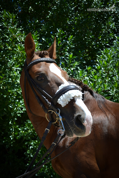 Caballo Lusitano linea sommer de andrade in 