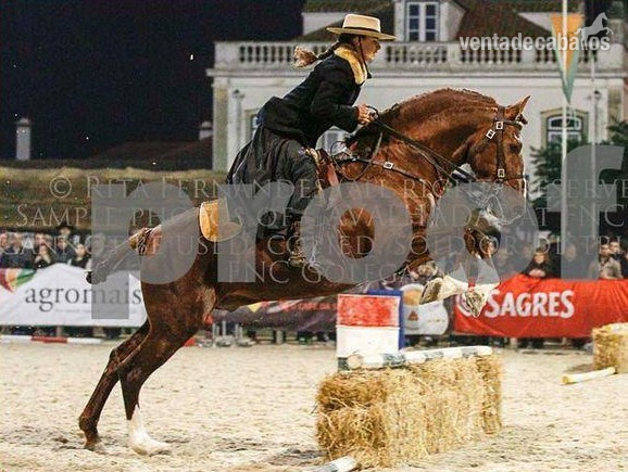 Caballo Lusitano linea sommer de andrade - Caballos Enteros in 