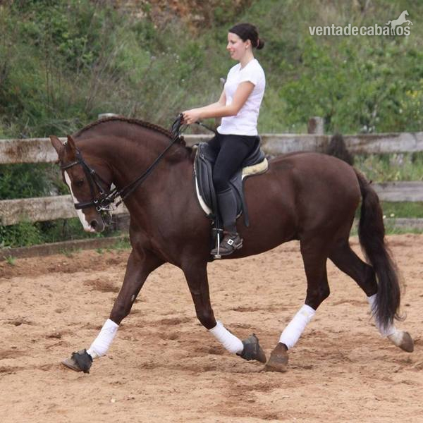 Caballo Lusitano linea sommer de andrade - Caballos Enteros