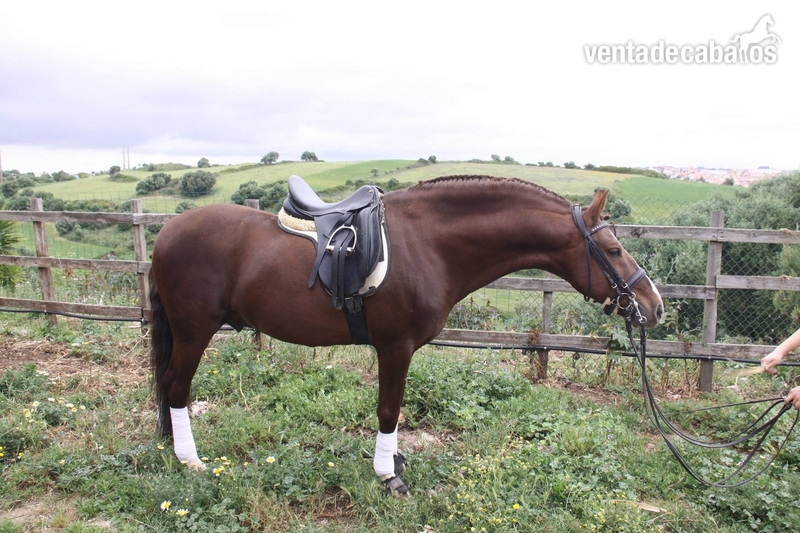 Caballos Enteros - Caballo Lusitano linea sommer de andrade in 