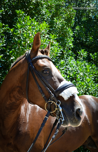 Lusitano