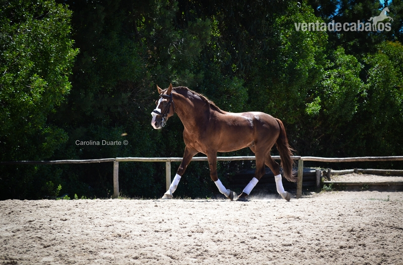 Lusitano {TYPE}