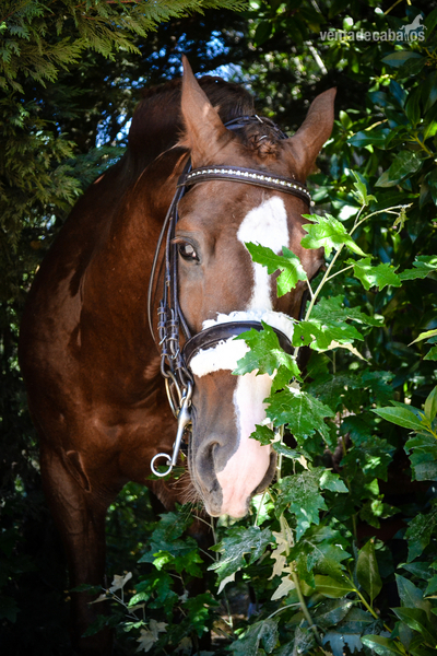 Caballos Enteros Lusitano - Caballo Lusitano linea sommer de andrade
