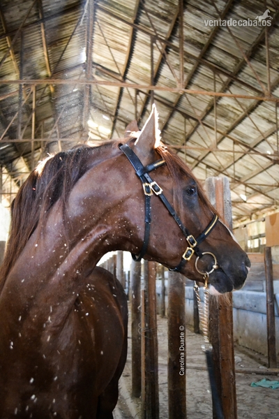 Caballo Lusitano linea sommer de andrade