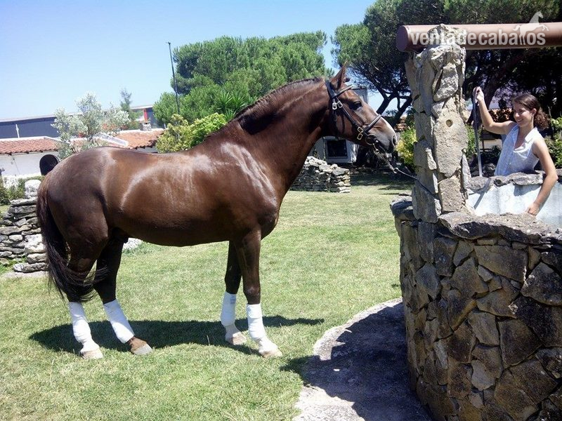  Caballo Lusitano linea sommer de andrade