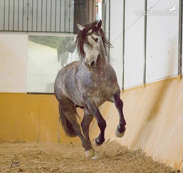 barroco, Concurso, Doma  in 