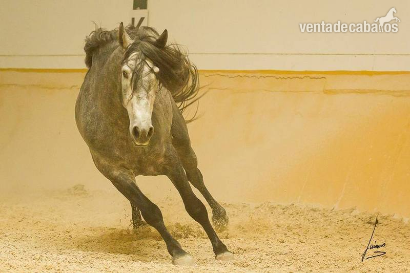 barroco, Concurso, Doma  - P.R.E