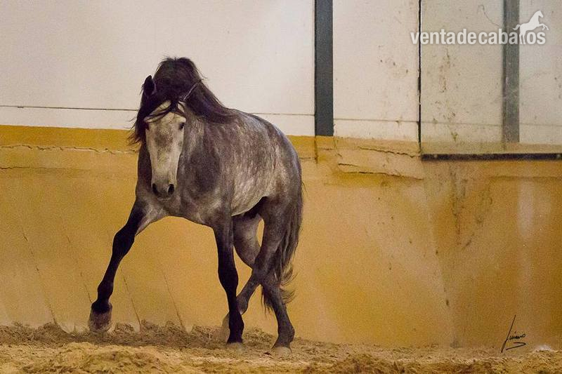 barroco, Concurso, Doma  - Caballos Pura Raza Española (P.R.E.)