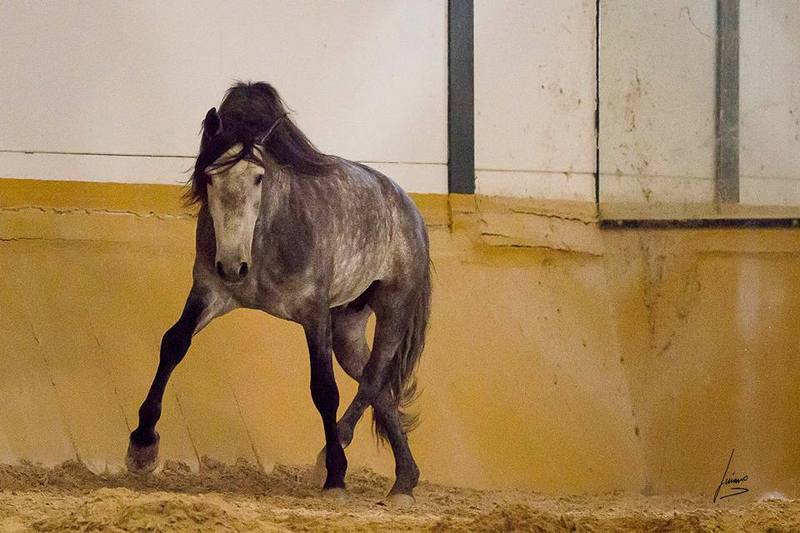 barroco, Concurso, Doma  - Caballos Pura Raza Española (P.R.E.)