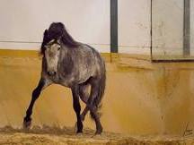 barroco, Concurso, Doma 