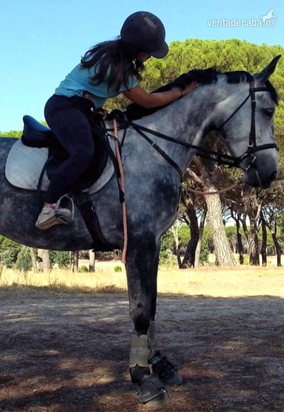 Yegua del 2010 en venta - Yeguas CDE con PRE