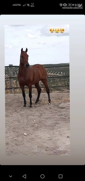 VENDO CABALLO PRE  in 