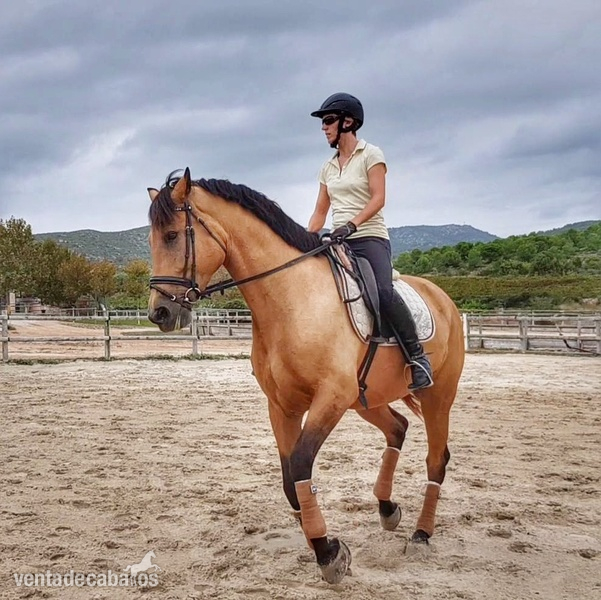 Yegua PRE 10 años baya in 