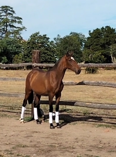 PURA SANGRE LUSITANO