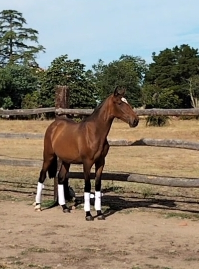 PURA SANGRE LUSITANO