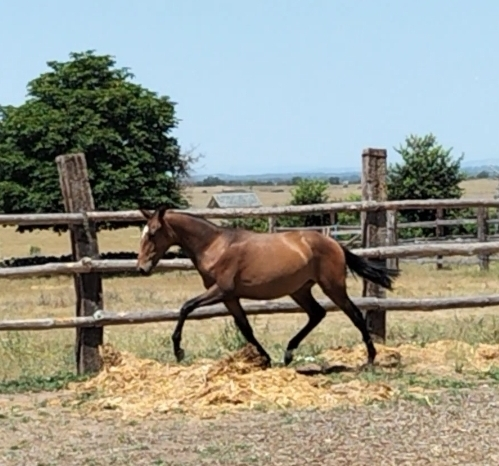 PURA SANGRE LUSITANO {TYPE}