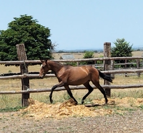 PURA SANGRE LUSITANO {TYPE}