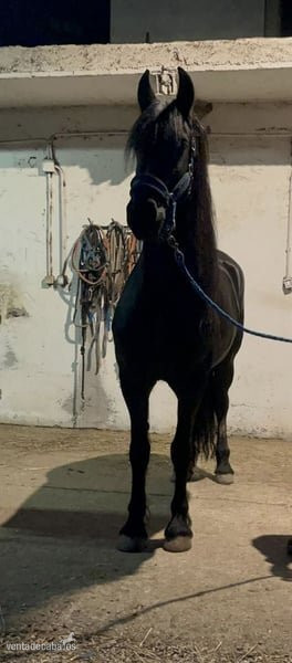 Yegua Friesian 162cm 2009 en busca de un hogar - Caballos Pura Raza Española (P.R.E.) EMPTY